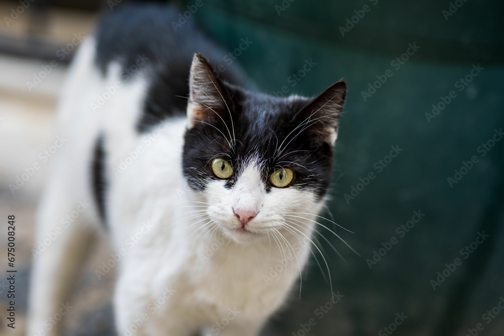 Black and white domestic cat staring directly into the camera