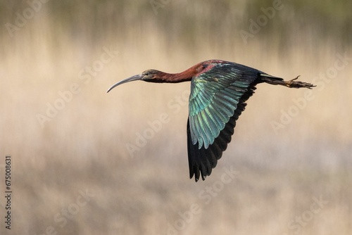 Majestic Glossy Ibis (Plegadis falcinellus) soaring through the sky with its wings outstretched