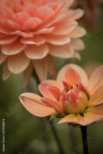 Vibrant pink Dahlia flower illuminated by a bright light