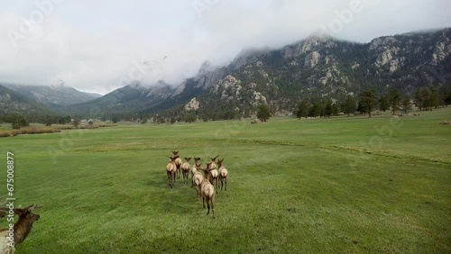 Aerial follow of elk herd running in green pasture with mountains, Colorado Rocky Mountain Wilderness photo