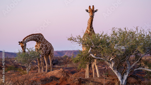 Giraffes in the wild  Augrabies Falls National Park  South Africa 