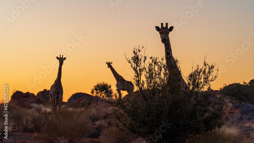 Giraffes in the wild, Augrabies Falls National Park, South Africa 