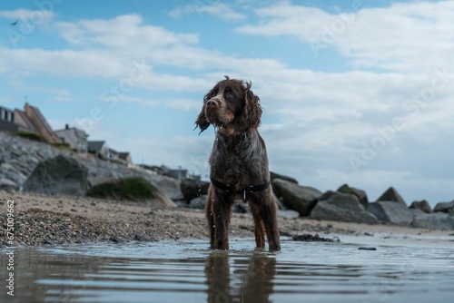 German Wachtelhund dog standing on a sandy beach