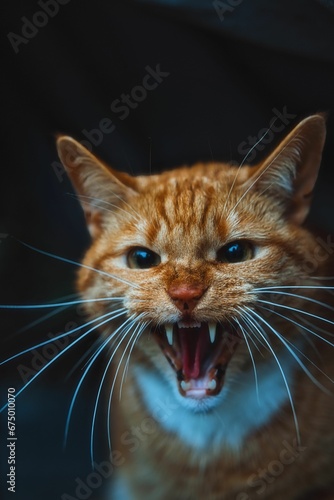 Vertical close-up of a domestic ginger cat photo