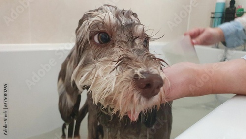 Quadro su tela a wet dog in the tub with his paws on a persons hand