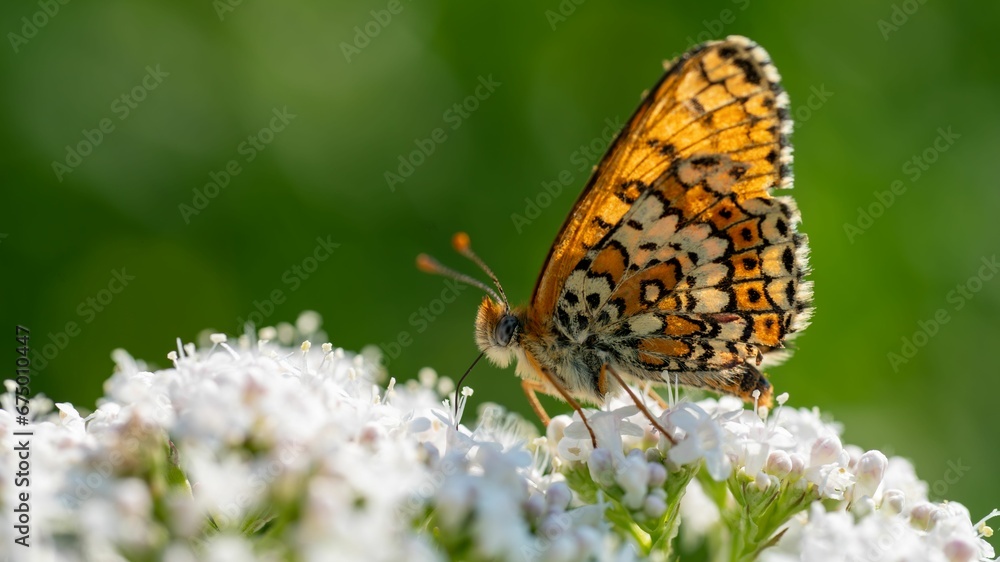Butterfly perched atop a colorful bouquet of flowers in a grassy meadow. Butterfly perched atop a colorful bouquet of flowers in a grassy meadow.