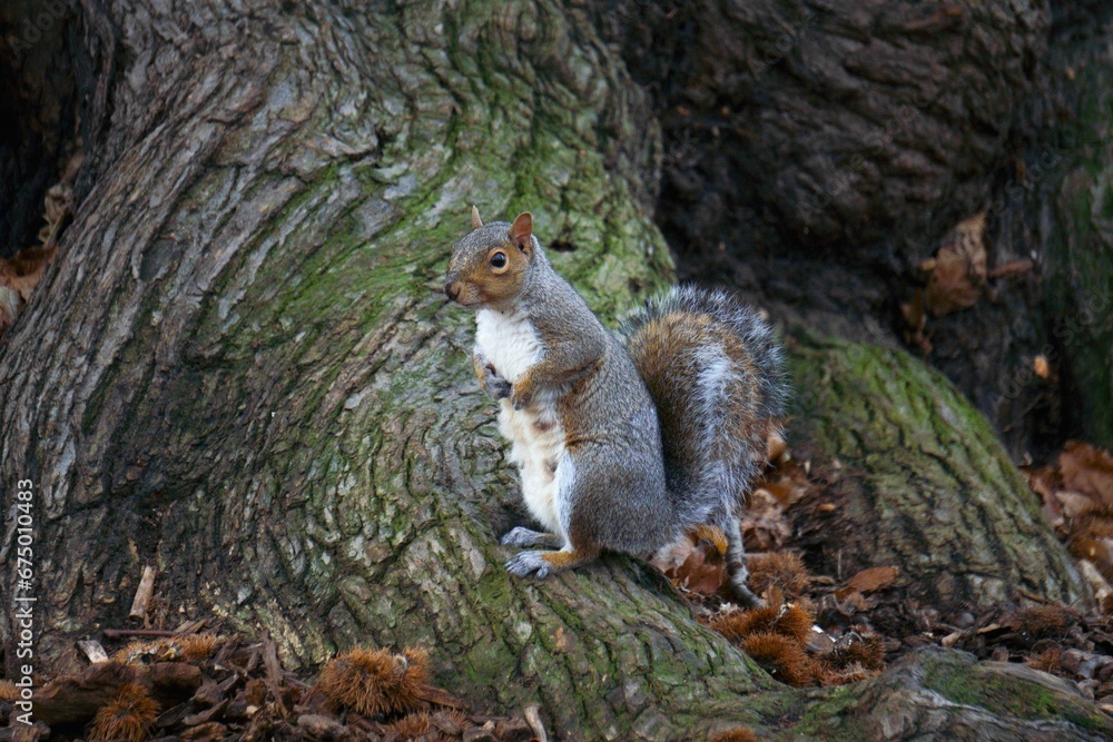 Close-up image of a grey squirrel perched on a tree branch Close-up image of a grey squirrel perched on a tree branch