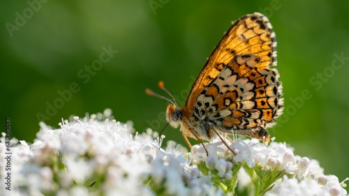 Butterfly perched atop a colorful bouquet of flowers in a grassy meadow.