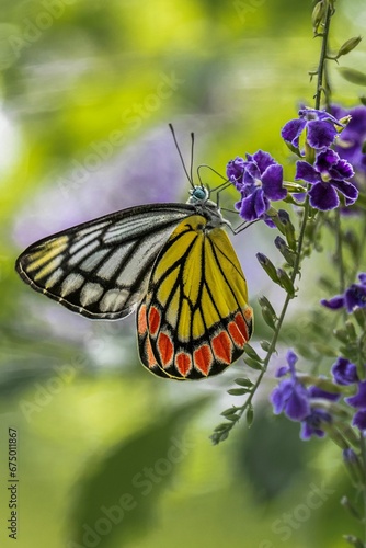 Beautiful common Jezebel (Delias eucharis) butterfly perched on a cluster of vibrant purple flowers photo