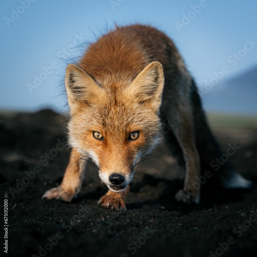 AI generated illustration of an adorable red fox looking directly at the camera