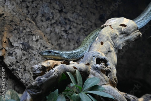 Black mamba resting on a branch against a dark background