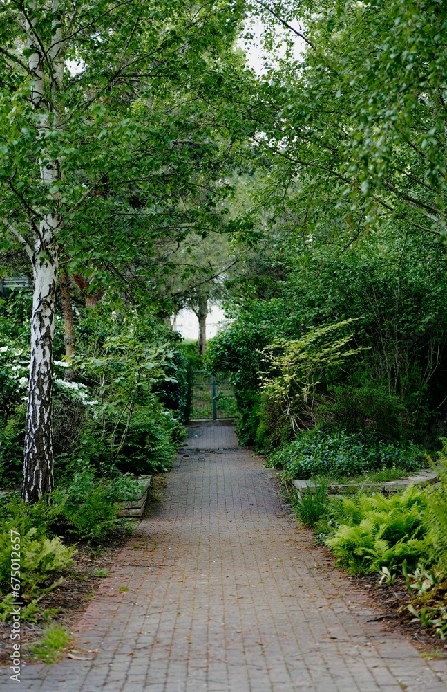 Scenic pathway lined with lush trees and foliage in a park
