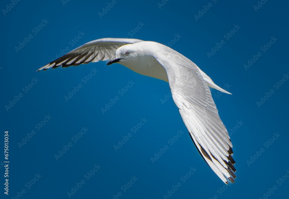 Fototapeta premium Single seagull in flight against a blue sky