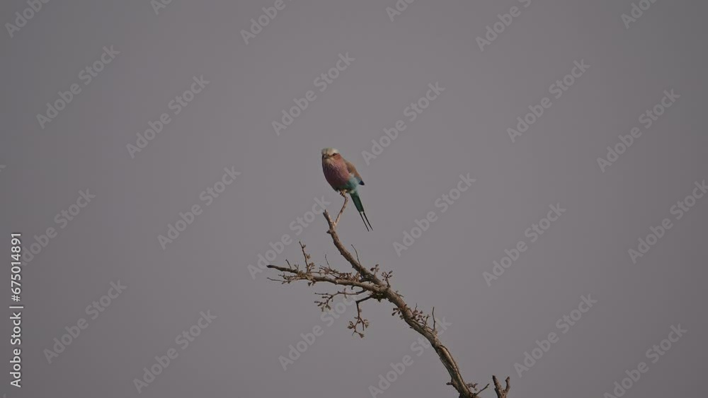 Lilac-breasted roller balancing on a twig and flying away, slow motion Lilac-breasted roller balancing on a twig and flying away, slow motion