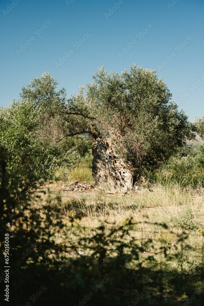 Ancient olive tree located in the region of Crete, Greece, estimated to be over 2000 years old Ancient olive tree located in the region of Crete, Greece, estimated to be over 2000 years old