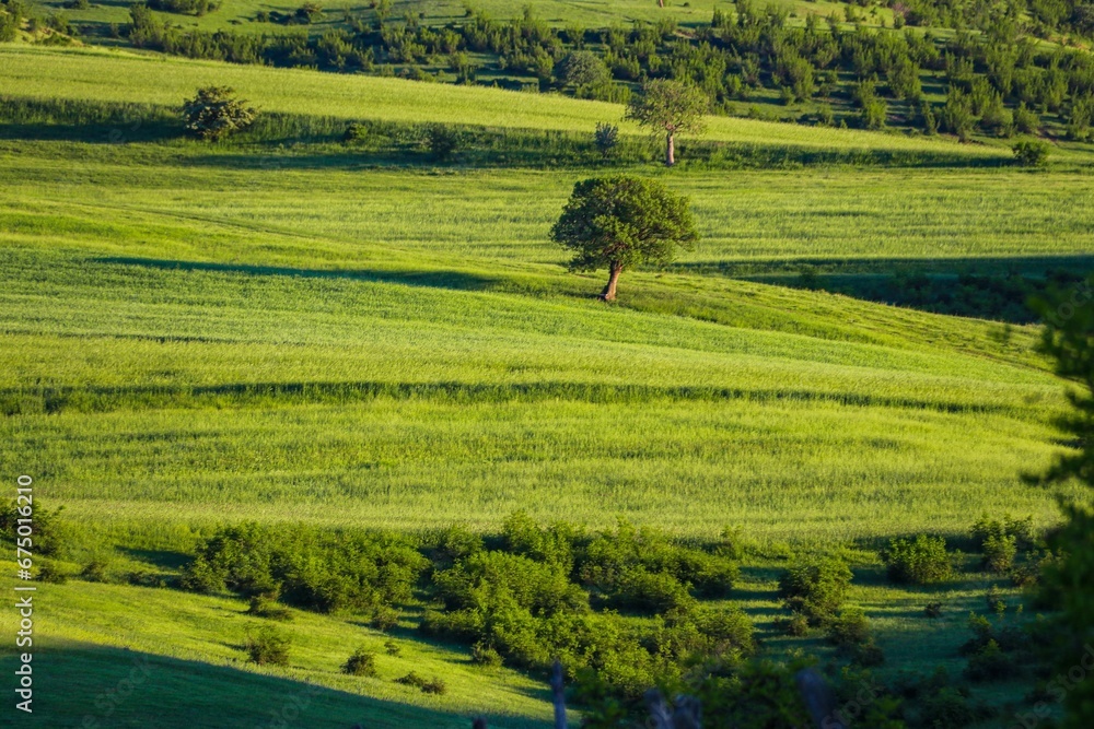 Lush landscape with a rolling hill with a scattering of trees, against a wide open plain