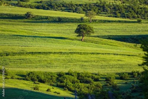 Lush landscape with a rolling hill with a scattering of trees, against a wide open plain