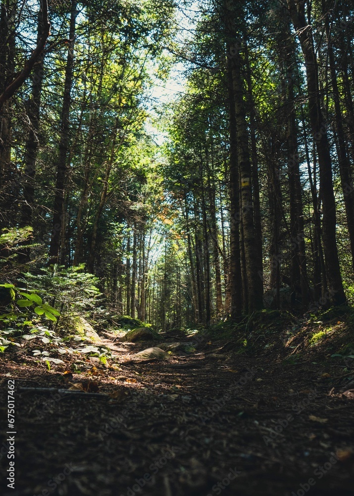 Vertical shot of a scenic dirt road winding through a dense forest, lined with tall trees Vertical shot of a scenic dirt road winding through a dense forest, lined with tall trees