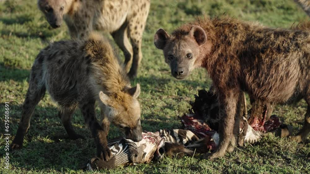 A Reveal Shot Of A Pack Of Hyenas Eating A Dead Zebra In The Wild Landscape A Reveal Shot Of A Pack Of Hyenas Eating A Dead Zebra In The Wild Landscape