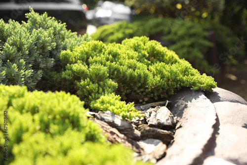 Beautiful juniper plants growing outdoors, selective focus. Gardening and landscaping