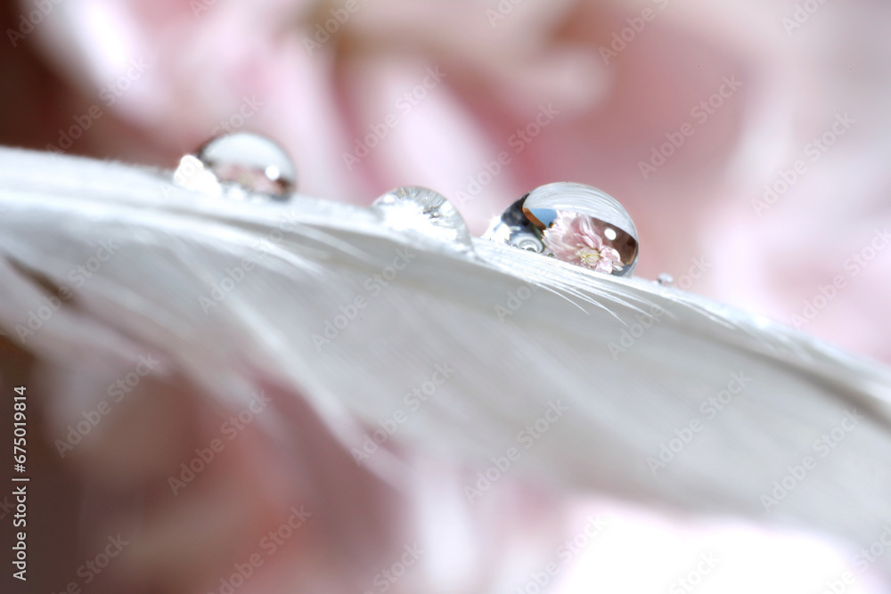 Macro photo of water drops on white feather against blurred pink background Macro photo of water drops on white feather against blurred pink background
