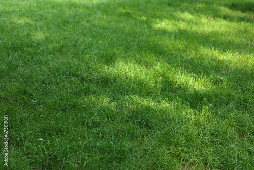 Fresh green grass growing outdoors in summer