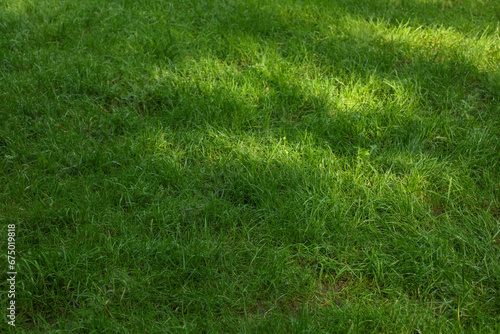 Fresh green grass growing outdoors in summer