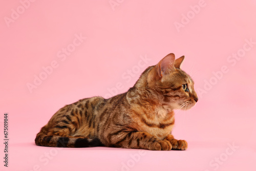 Fototapeta Naklejka Na Ścianę i Meble -  Cute Bengal cat on pink background. Adorable pet