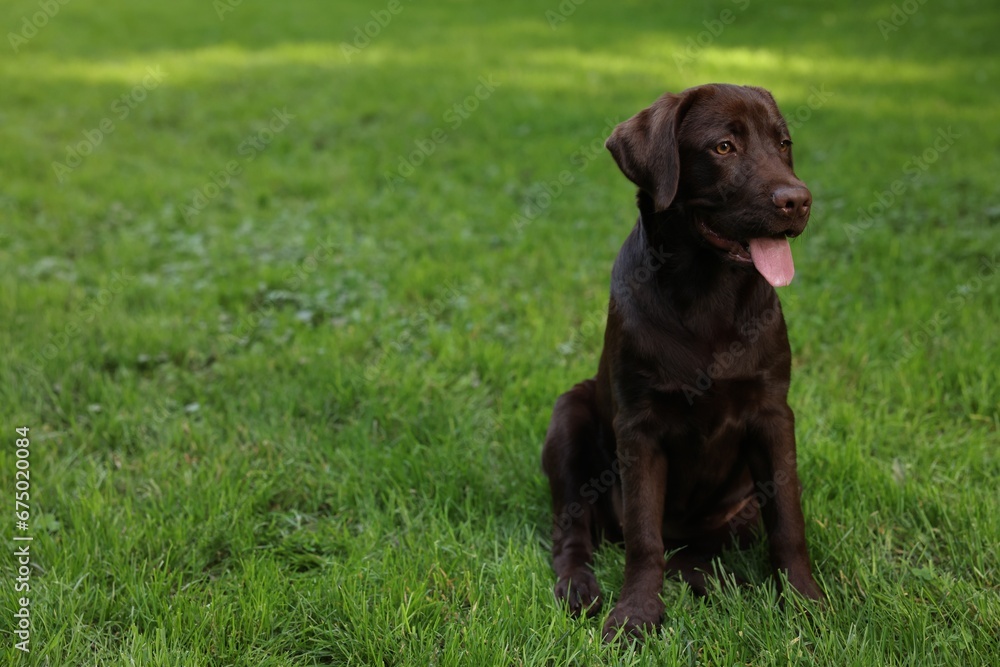 Adorable Labrador Retriever dog sitting on green grass in park, space for text Adorable Labrador Retriever dog sitting on green grass in park, space for text