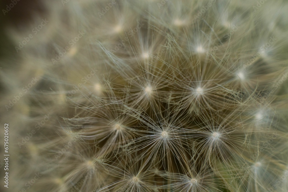 a large dandelion in a blurry photo with shallow focus a large dandelion in a blurry photo with shallow focus