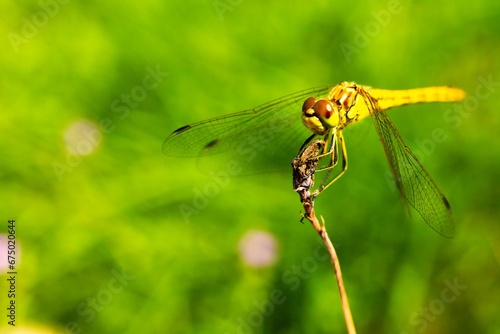 a dragonfly sitting on a small plant stem in front of grass