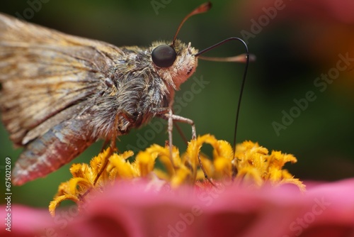 Sachem butterfly (Atalopedes campestris) on pink zinnia bloom with blurred green background photo