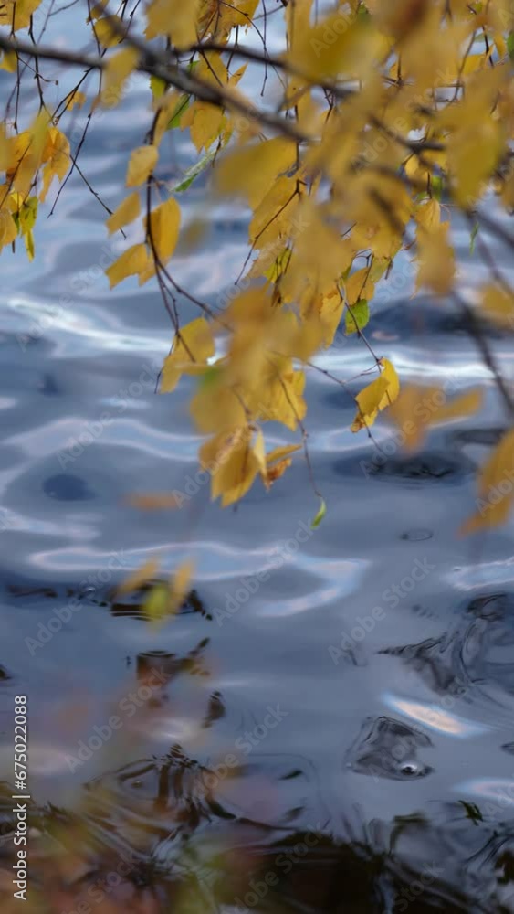 Closeup video of tree brach with yellow leaves and calm lake Closeup video of tree brach with yellow leaves and calm lake