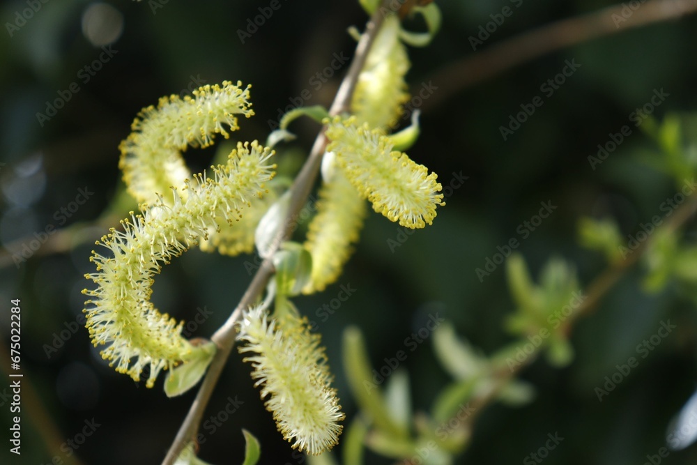 Vibrant green willow tree branch with a blurred background Vibrant green willow tree branch with a blurred background