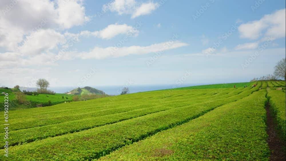 Slow motion shot camera moving forward in green tea fields. Slow motion shot camera moving forward in green tea fields.