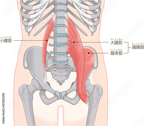 腸腰筋、骨盤周辺の筋肉、大腰筋、小腰筋、腸骨筋、大腿骨、筋肉、股関節、腹、腰、尻、イラスト、illustration