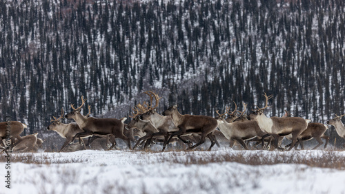 Wallpaper Mural Running Herd of Caribou Torontodigital.ca