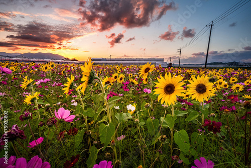 Sunset on the flower field