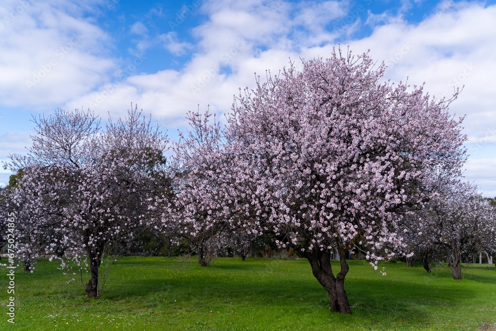 Scenic view of a vast park with a lush landscape of blossoming trees against a lush grassy area Scenic view of a vast park with a lush landscape of blossoming trees against a lush grassy area