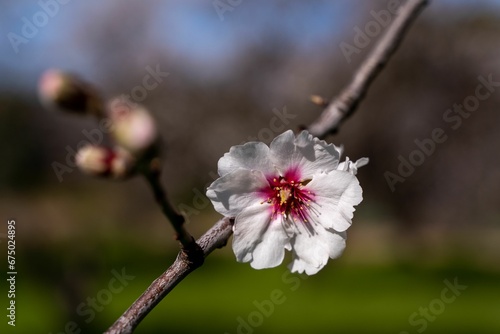 Vibrant April blossom on a flowering cherry tree branch in full bloom, illuminated in the sunlight
