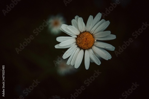 Closeup of an ox-eye daisy on a dark background.