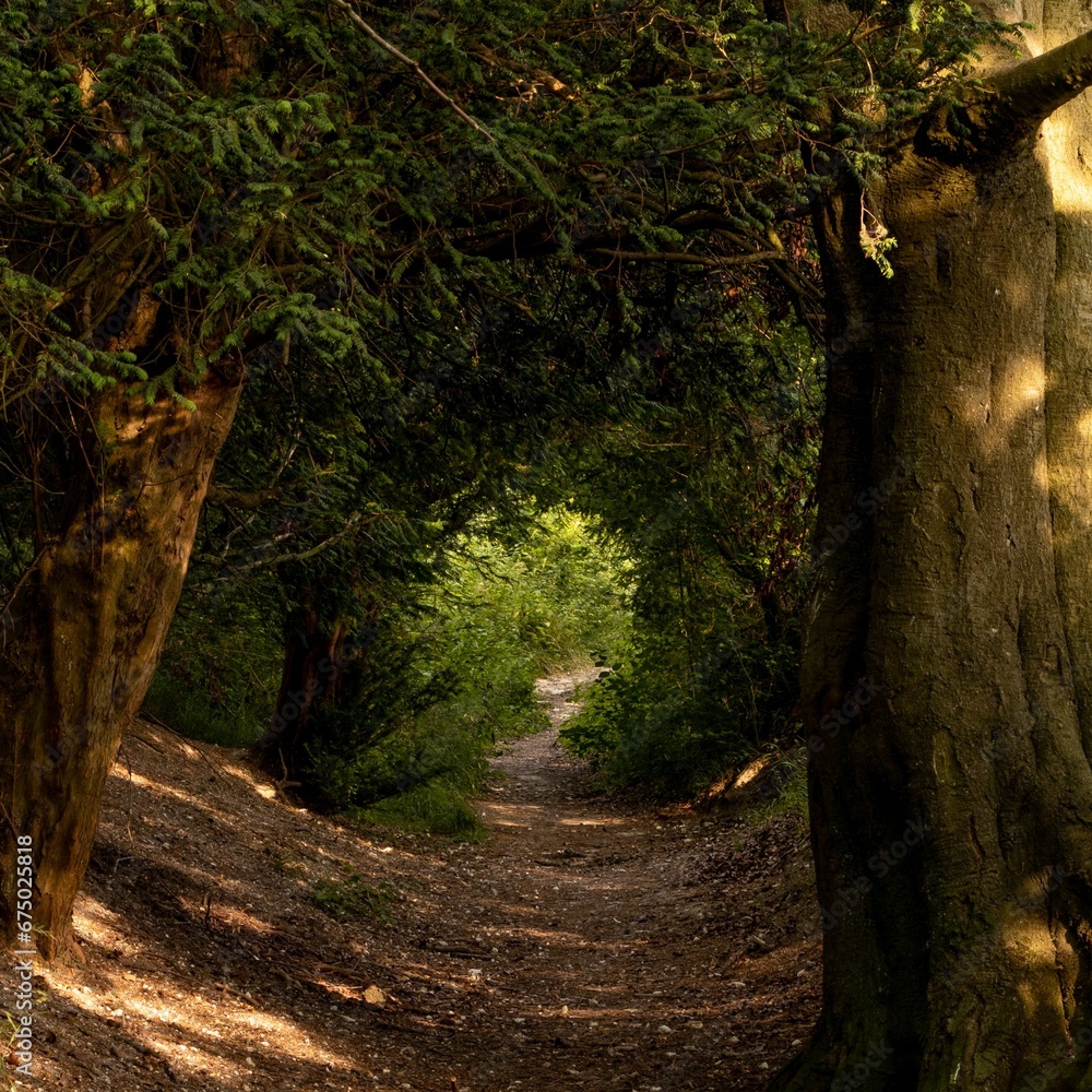 a sunny trail in a forest a sunny trail in a forest