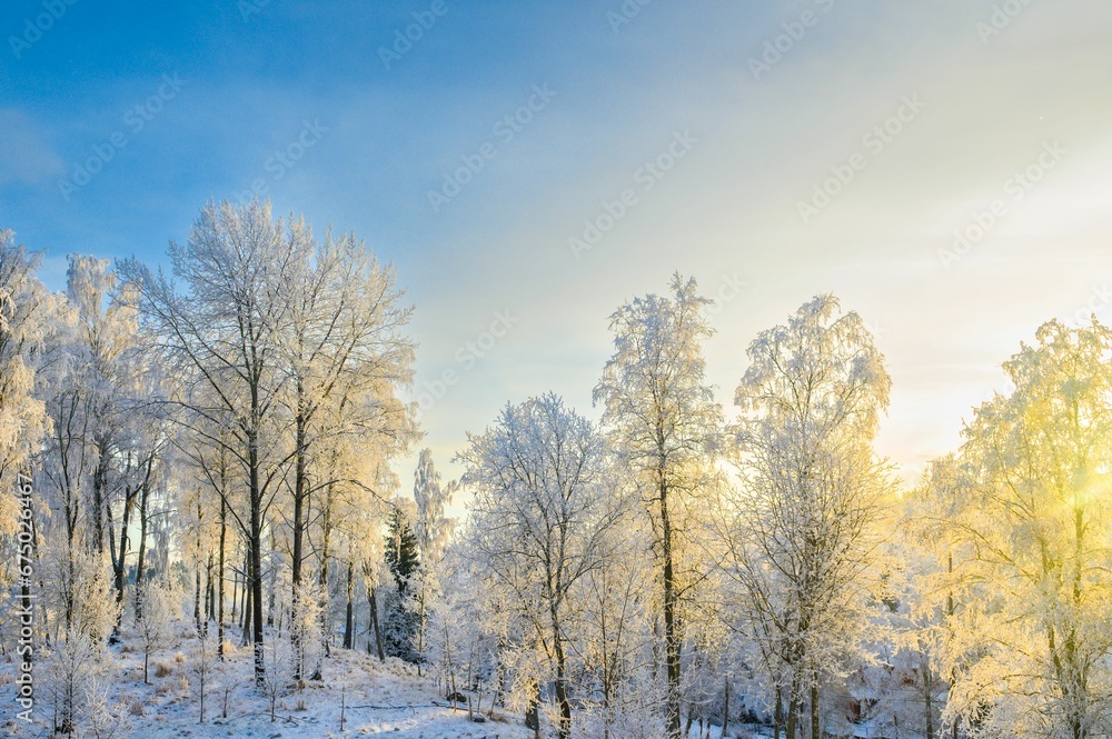 Scenic view of trees covered with snow in winter in Norway Scenic view of trees covered with snow in winter in Norway