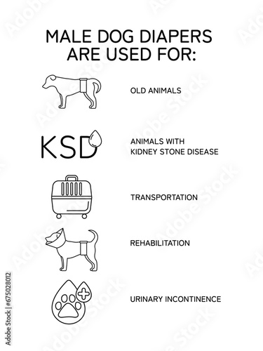 Vector line infographic. Male dog diapers /wraps are used for: old animals, dog kidney stone disease, dog transportation, rehabilitation, urinary incontinence. Dog wearing wrap. (ID: 675028012)