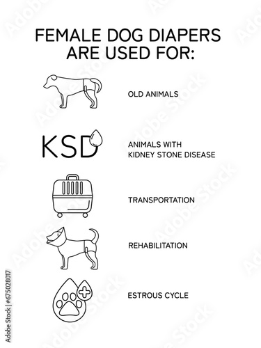Vector line infographic. Female dog diapers are used for: old animals, dog kidney stone disease, dog transportation, rehabilitation, estrous cycle. Dog wearing diaper. (ID: 675028017)