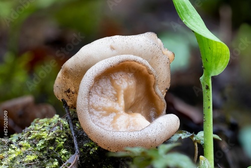 Closeup of a bleach cup mushroom (disciotis venosa) in spring photo