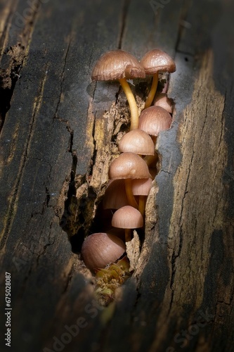 Closeup of some beautiful bonnet mushrooms (mycena renati) on a tree stump photo