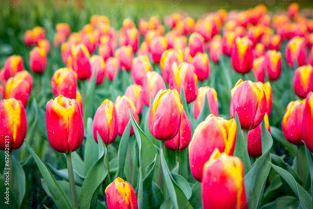 Beautiful tulips in the park