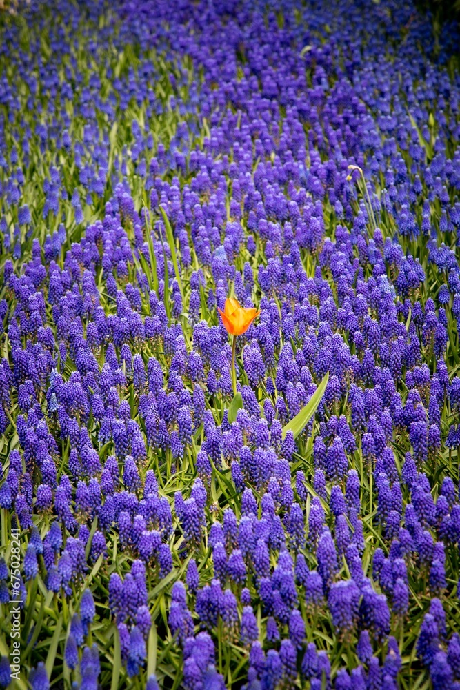 Obraz premium Beautiful grape hyacinths (Muscari armeniacum) in the park
