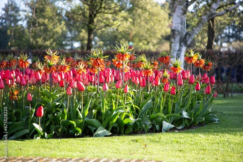 Fotografie Beautiful tulips and orange imperial hazel grouse in the park